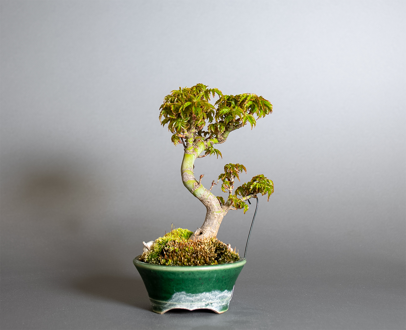 シシガシラモミジ-X1（ししがしらもみじ・獅子頭紅葉）雑木盆栽を裏側から見た景色・Acer palmatum subsp. matsumurae bonsai