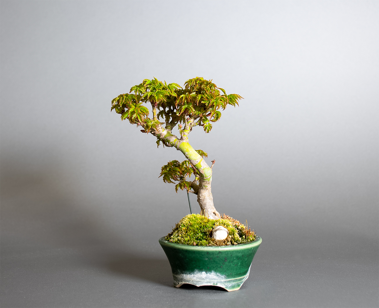 シシガシラモミジ-X1（ししがしらもみじ・獅子頭紅葉）雑木盆栽を右側から見た景色・Acer palmatum subsp. matsumurae bonsai