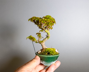 シシガシラモミジ-X1（獅子頭紅葉）Acer palmatum subsp. matsumurae bonsai