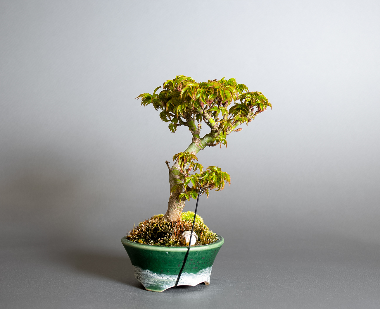 シシガシラモミジ-X1（ししがしらもみじ・獅子頭紅葉）雑木盆栽を左側から見た景色・Acer palmatum subsp. matsumurae bonsai