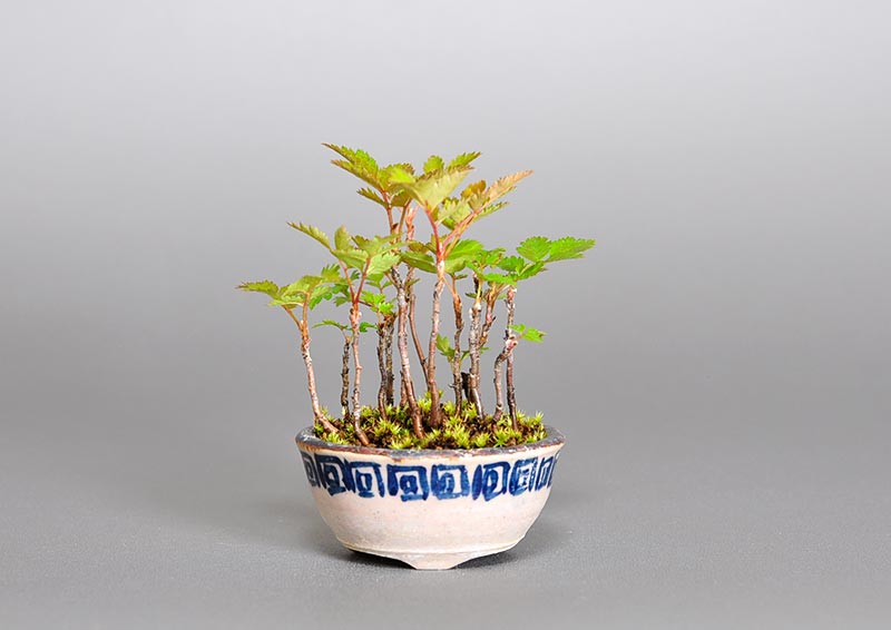 ナナカマド-A1（ななかまど・七竈）雑木盆栽の販売と育て方・作り方・Sorbus commixta bonsai
