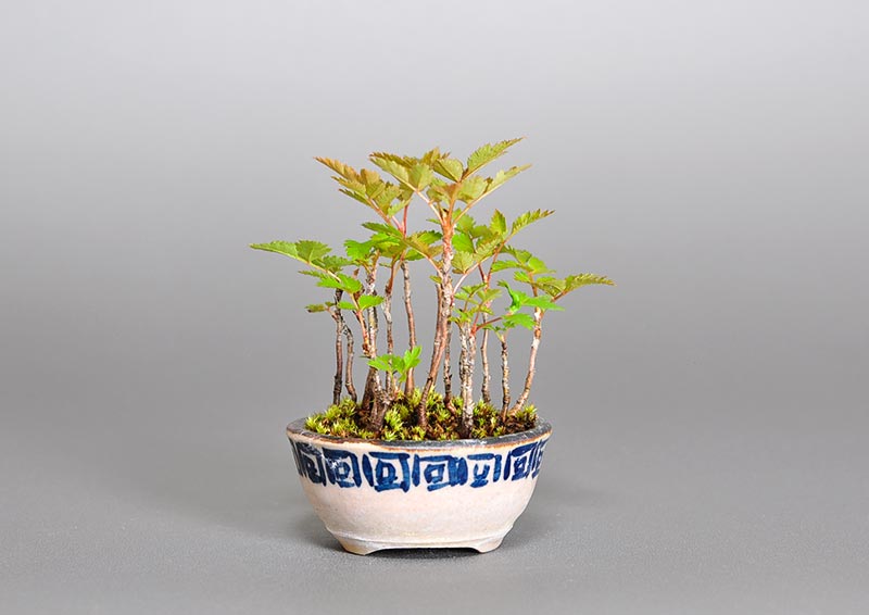 ナナカマド-A1（ななかまど・七竈）雑木盆栽を裏側から見た景色・Sorbus commixta bonsai