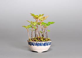 ナナカマド-A1（七竈盆栽）Sorbus commixta bonsaiの販売・通販店｜Bonsai trees Shop