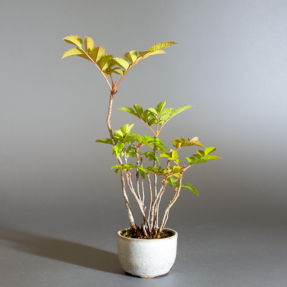 ナナカマド-C1（ななかまど・七竃）雑木盆栽の販売と育て方・作り方・Sorbus commixta bonsai