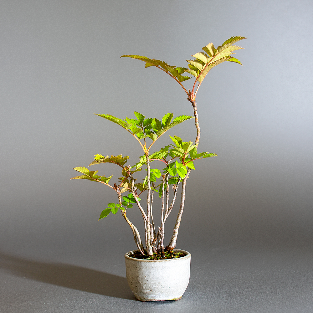 ナナカマド-C1（ななかまど・七竃）雑木盆栽を裏側から見た景色・Sorbus commixta bonsai