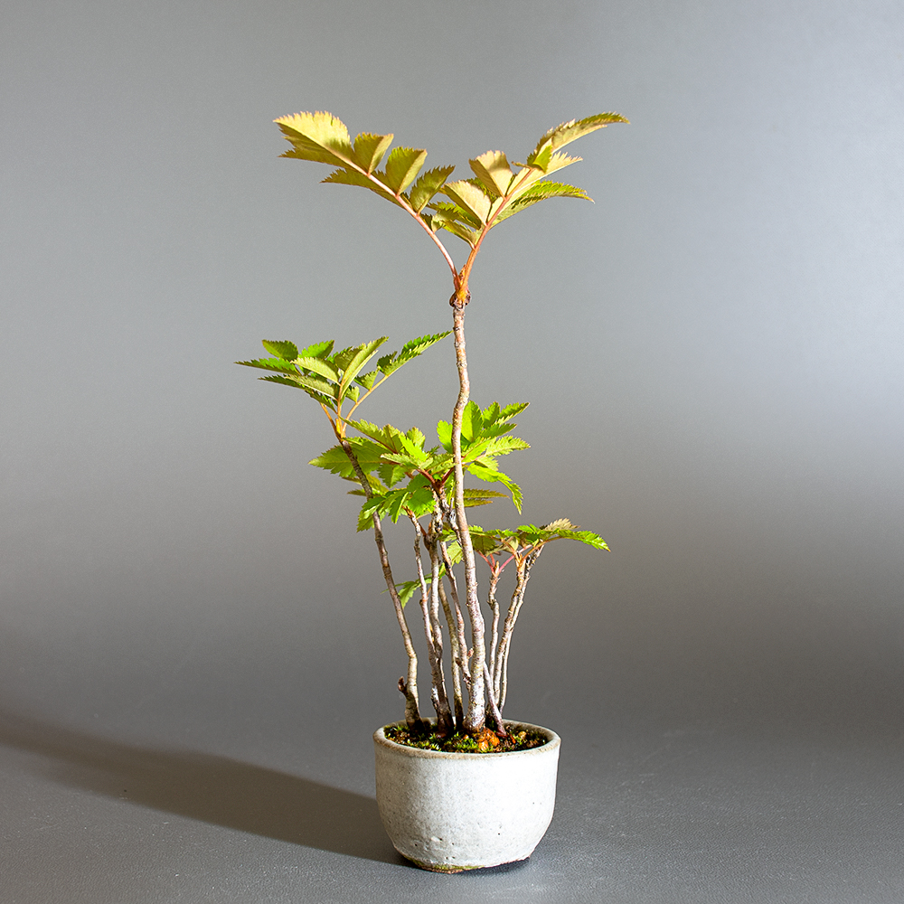 ナナカマド-C1（ななかまど・七竃）雑木盆栽を左側から見た景色・Sorbus commixta bonsai