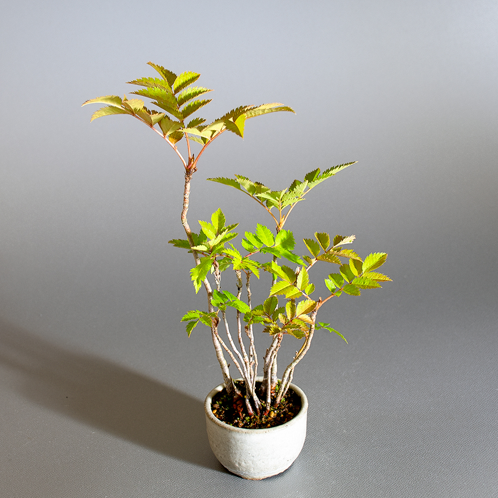 ナナカマド-C1（ななかまど・七竃）雑木盆栽を左側から見た景色・Sorbus commixta bonsai