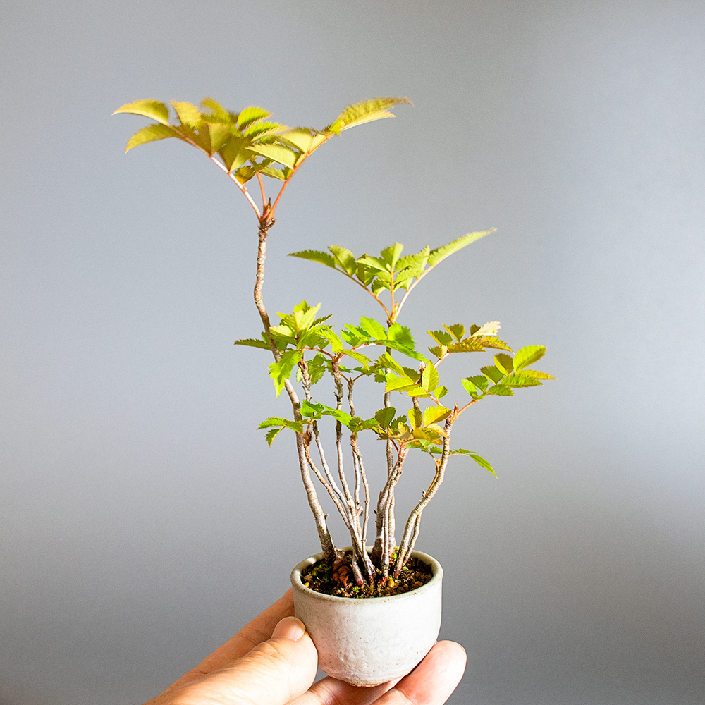 ナナカマド-C1（ななかまど・七竃）雑木盆栽を左側から見た景色・Sorbus commixta bonsai