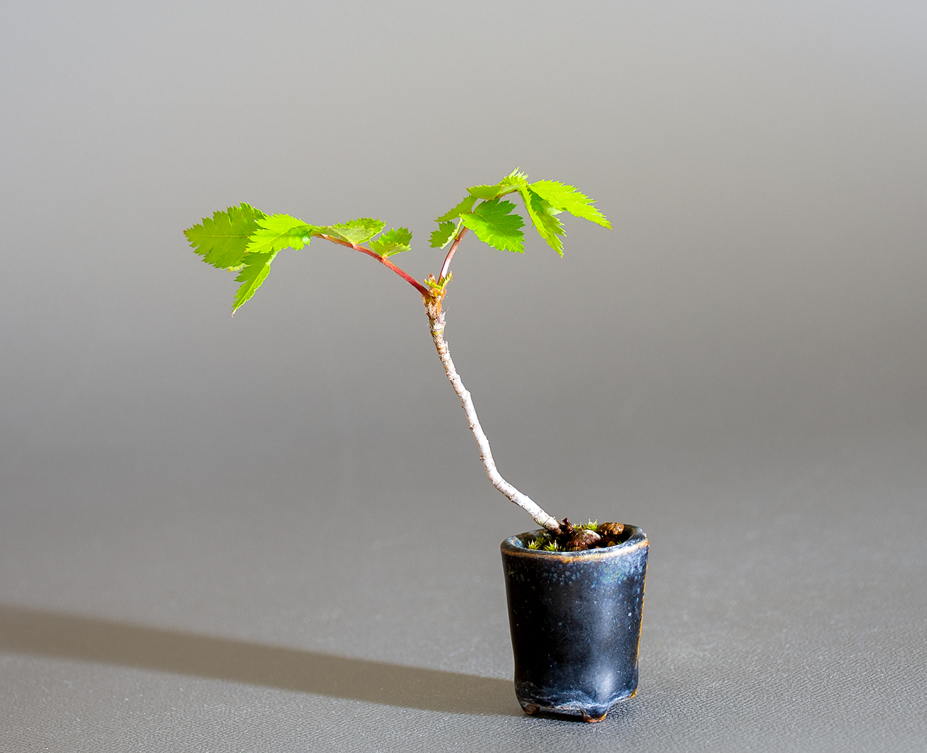 ナナカマド-D1（ななかまど・七竃）雑木盆栽の販売と育て方・作り方・Sorbus commixta bonsai