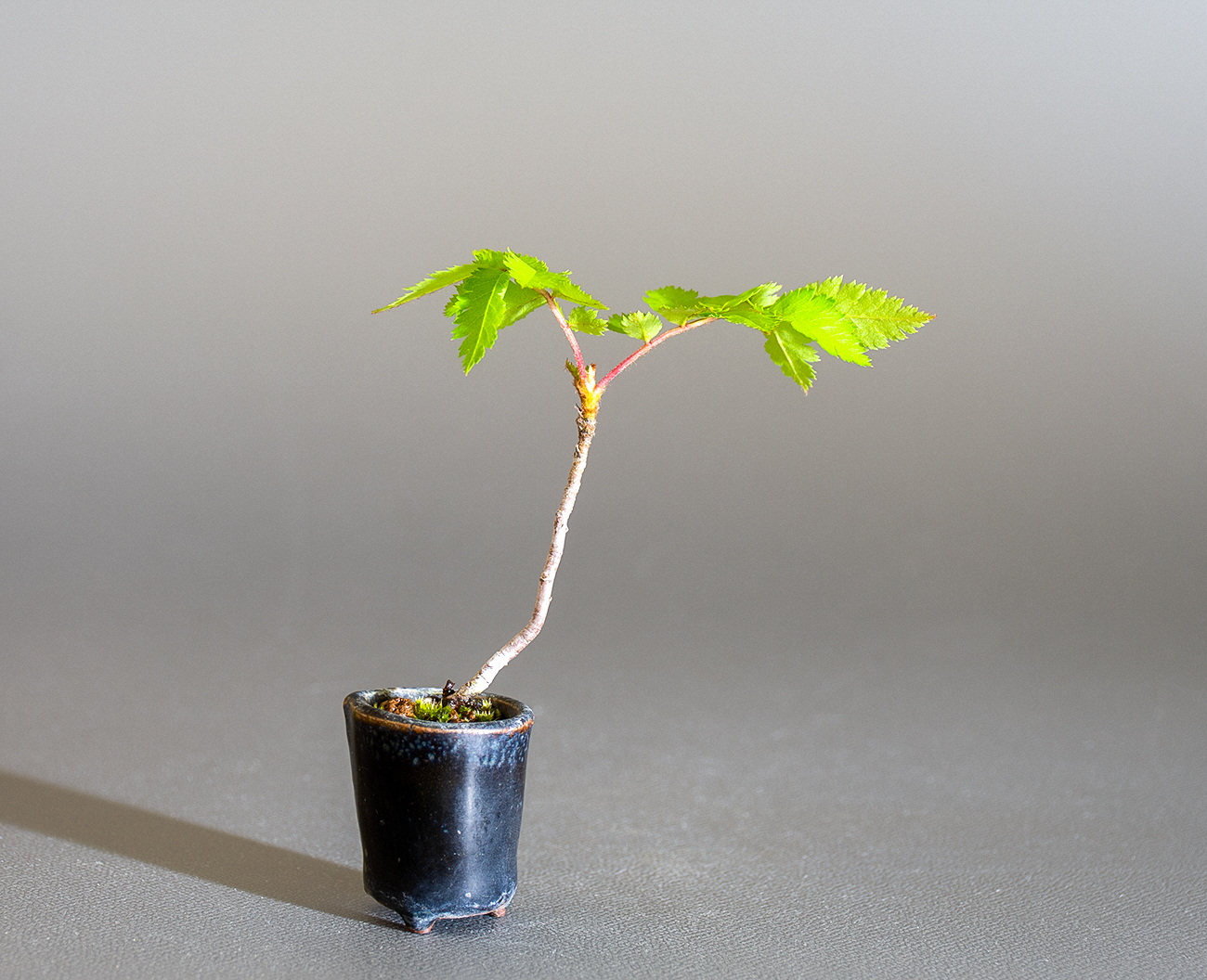 ナナカマド-D1（ななかまど・七竃）雑木盆栽を裏側から見た景色・Sorbus commixta bonsai