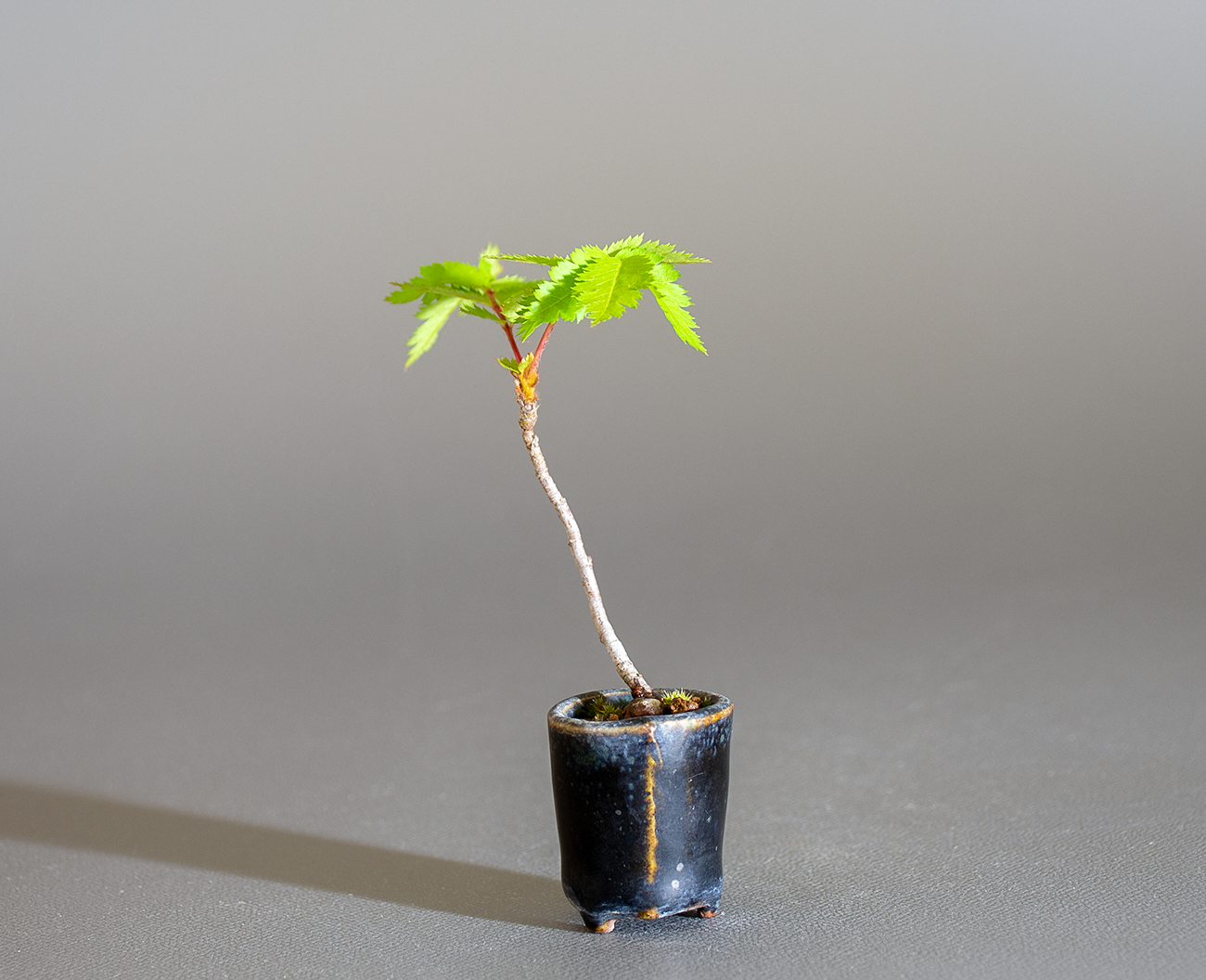 ナナカマド-D1（ななかまど・七竃）雑木盆栽を右側から見た景色・Sorbus commixta bonsai