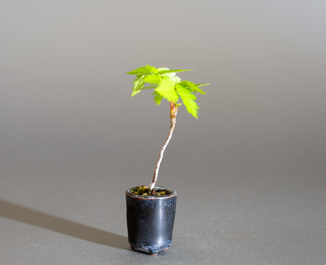 ナナカマド-D1（ななかまど・七竃）雑木盆栽を左側から見た景色・Sorbus commixta bonsai