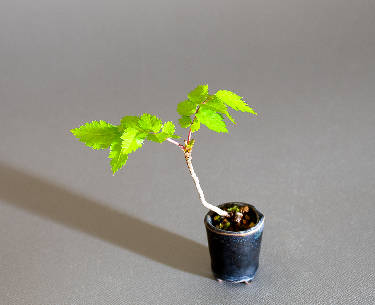 ナナカマド-D1（ななかまど・七竃）雑木盆栽を左側から見た景色・Sorbus commixta bonsai