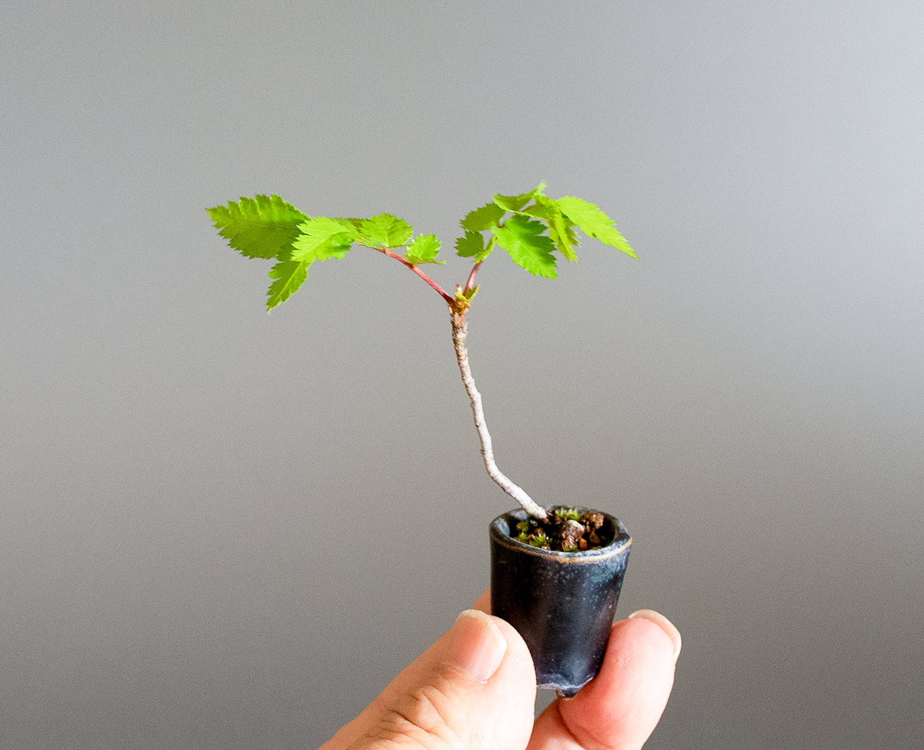 ナナカマド-D1（ななかまど・七竃）雑木盆栽を左側から見た景色・Sorbus commixta bonsai