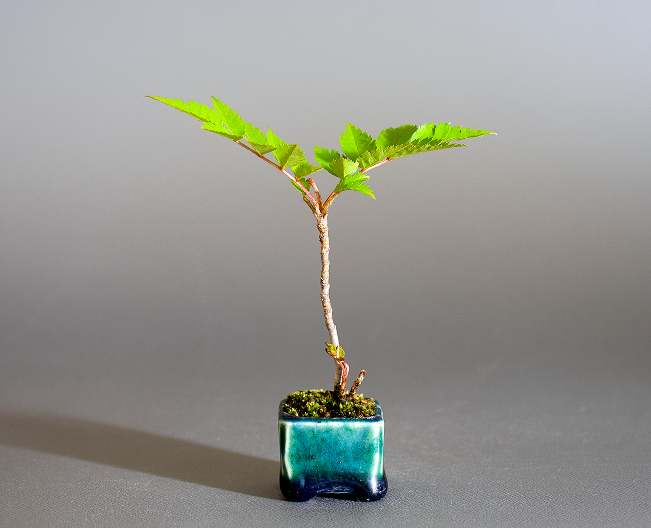 ナナカマド-E1（ななかまど・七竃）雑木盆栽の販売と育て方・作り方・Sorbus commixta bonsai