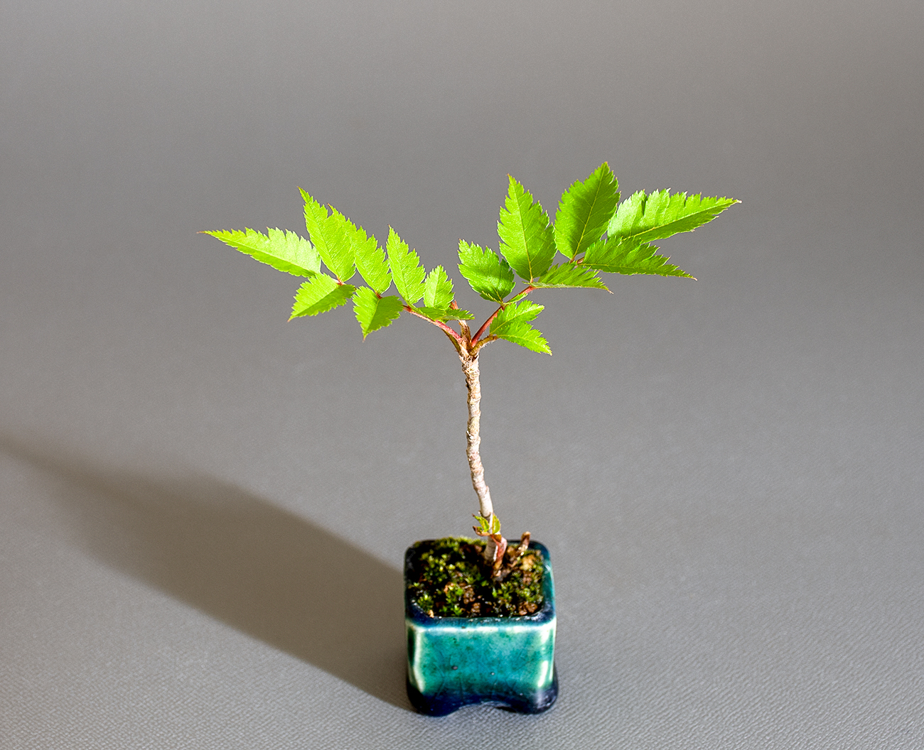 ナナカマド-E1（ななかまど・七竃）雑木盆栽を左側から見た景色・Sorbus commixta bonsai