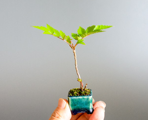 ナナカマド-B1（ななかまど・七竃）盆栽の樹作りの参考樹形・Sorbus commixta Best bonsai