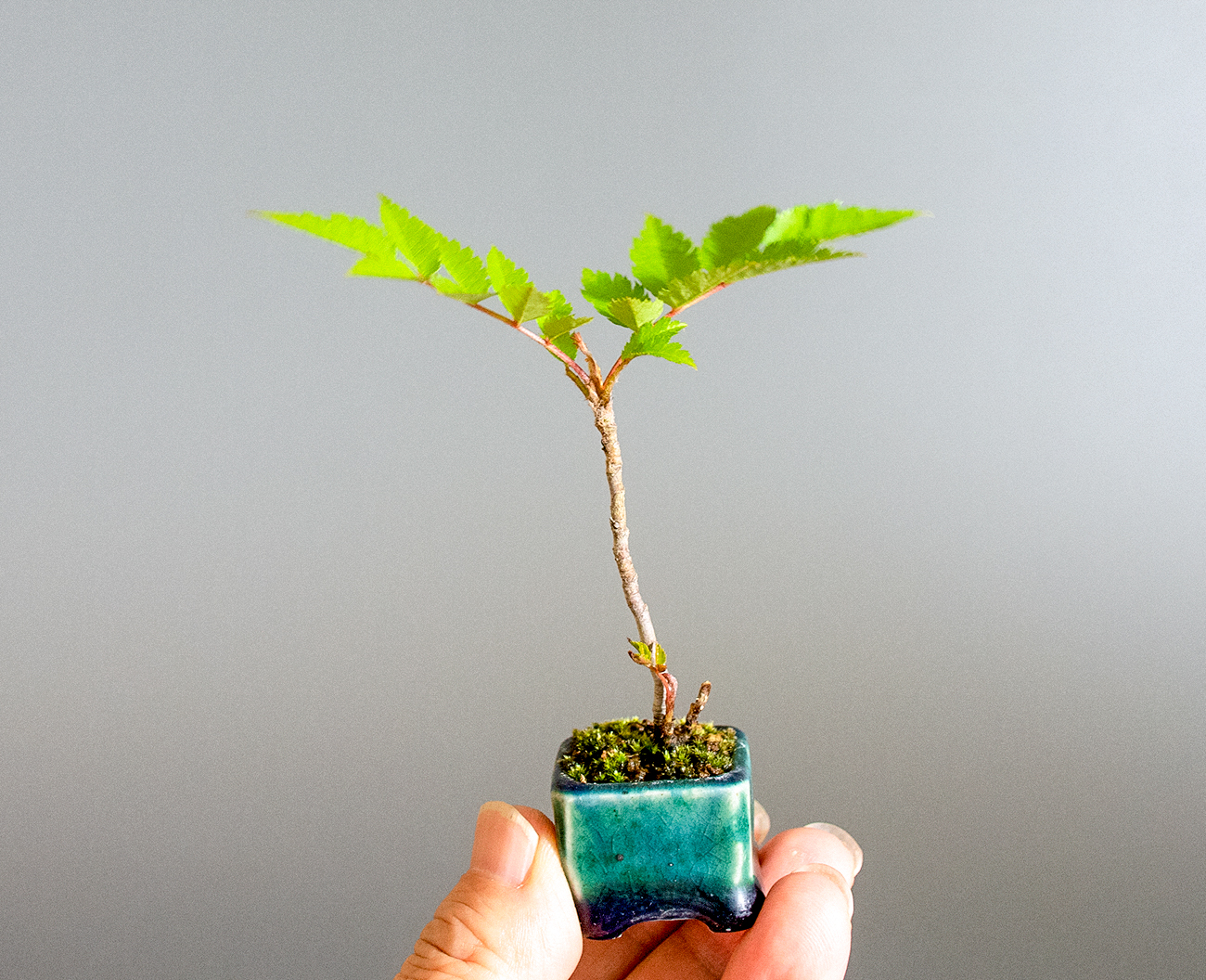 ナナカマド-E1（ななかまど・七竃）雑木盆栽を左側から見た景色・Sorbus commixta bonsai