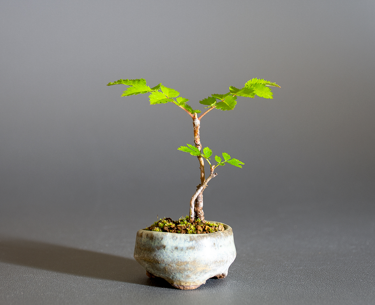 ナナカマド-F1（ななかまど・七竃）雑木盆栽の販売と育て方・作り方・Sorbus commixta bonsai