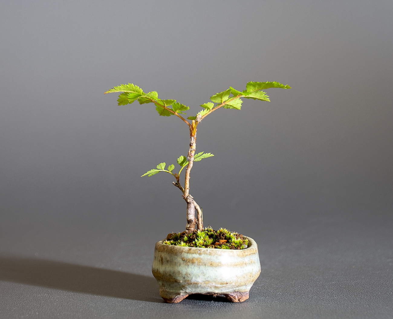 ナナカマド-F1（ななかまど・七竃）雑木盆栽を裏側から見た景色・Sorbus commixta bonsai