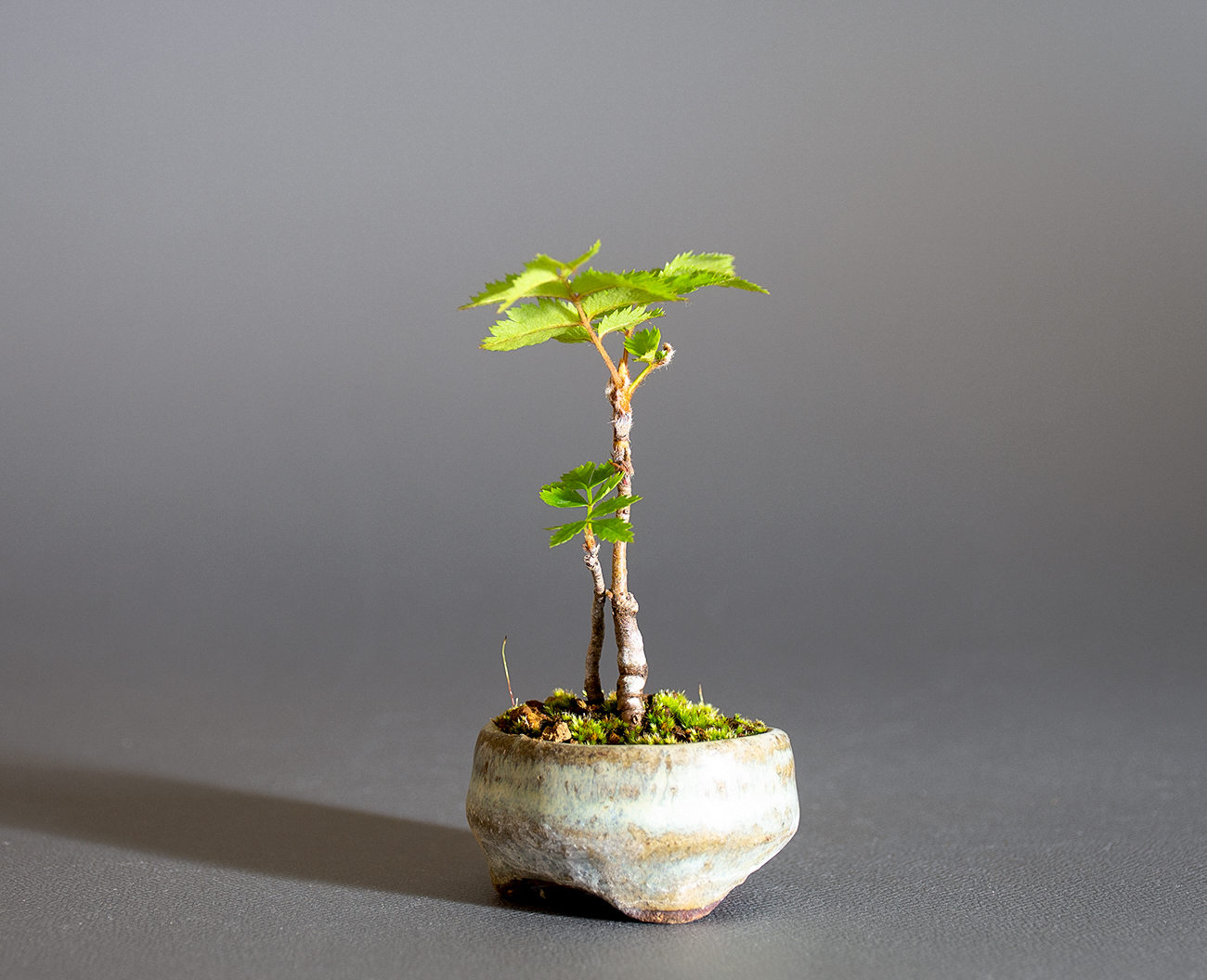 ナナカマド-F1（ななかまど・七竃）雑木盆栽を右側から見た景色・Sorbus commixta bonsai