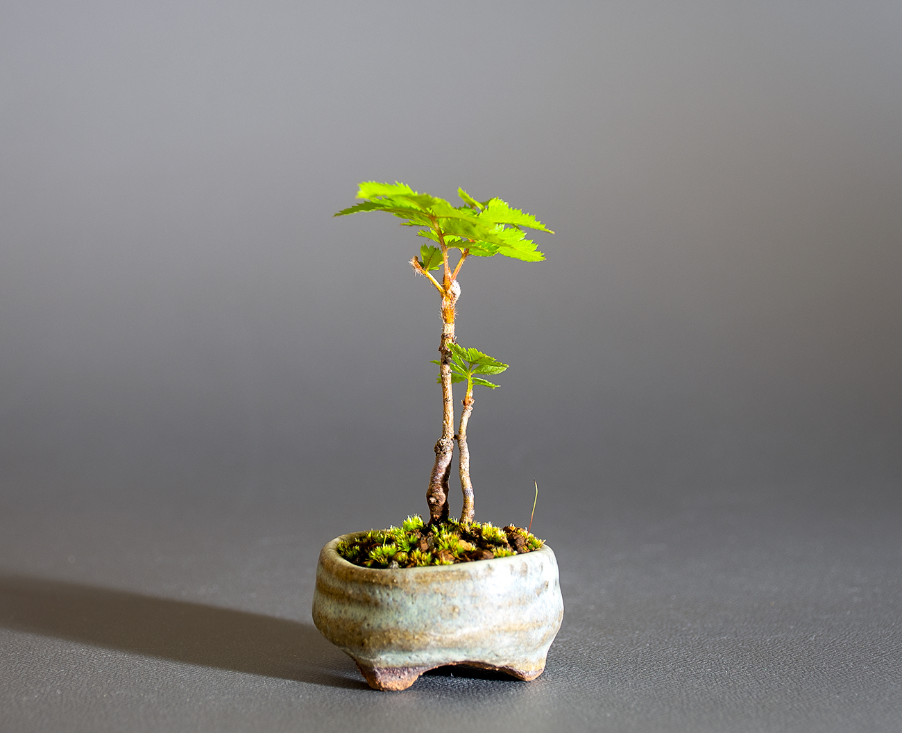 ナナカマド-F1（ななかまど・七竃）雑木盆栽を左側から見た景色・Sorbus commixta bonsai