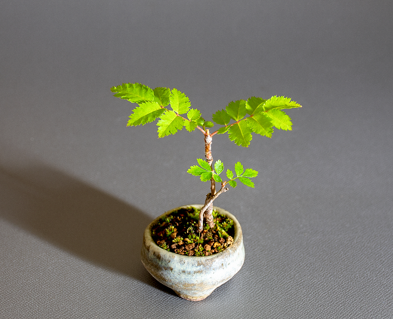 ナナカマド-F1（ななかまど・七竃）雑木盆栽を左側から見た景色・Sorbus commixta bonsai