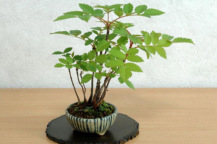 ナナカマドG（ななかまど・七竈）雑木盆栽の販売と育て方・作り方・Sorbus commixta bonsai
