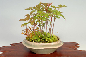 ナナカマド-H（ななかまど・七竃）盆栽の成長記録・Sorbus commixta bonsai