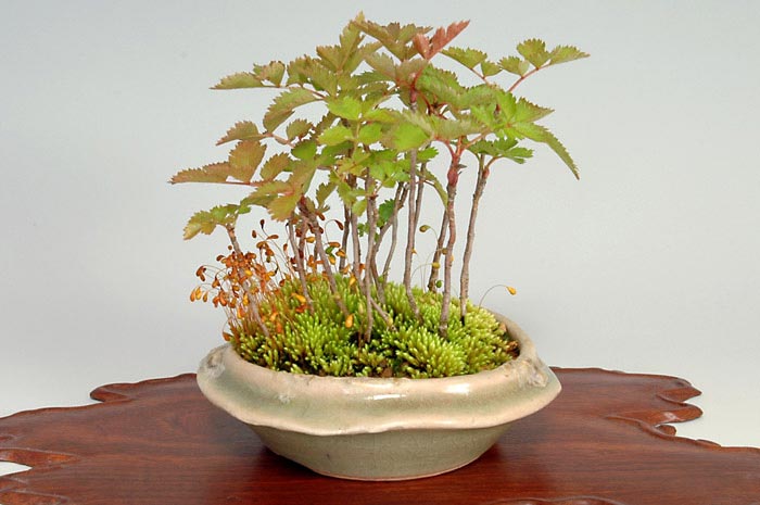 ナナカマド-H-1（ななかまど・七竃）雑木盆栽の販売と育て方・作り方・Sorbus commixta bonsai