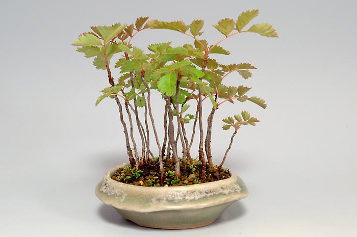 ナナカマド-H（ななかまど・七竃）雑木盆栽を裏側から見た景色・Sorbus commixta bonsai