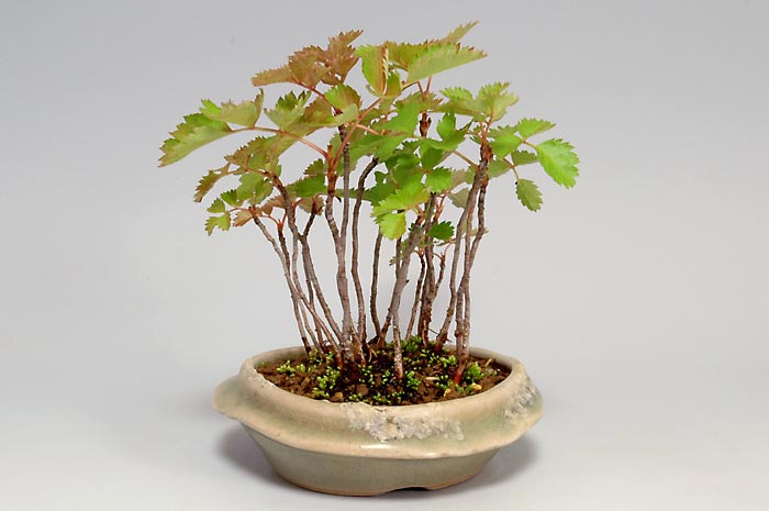 ナナカマド-H（ななかまど・七竃）雑木盆栽を右側から見た景色・Sorbus commixta bonsai