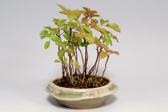 ナナカマド-H（ななかまど・七竃）雑木盆栽を左側から見た景色・Sorbus commixta bonsai