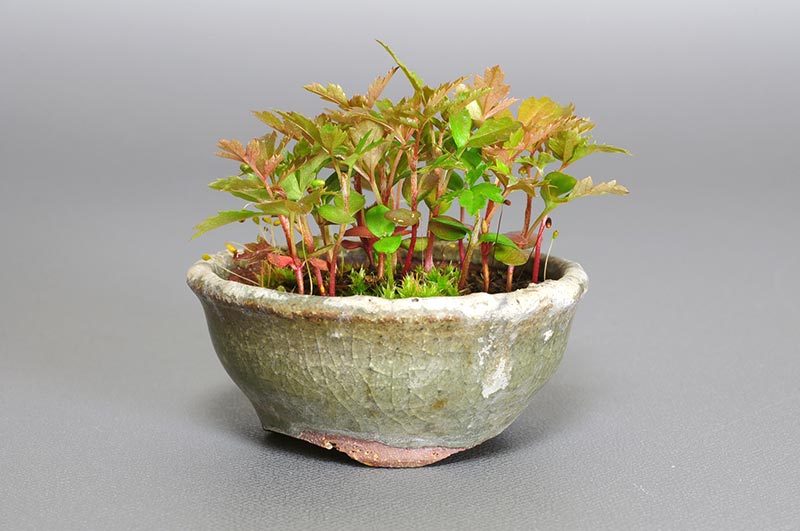 ナナカマドI（ななかまど・七竈）雑木盆栽の販売と育て方・作り方・Sorbus commixta bonsai