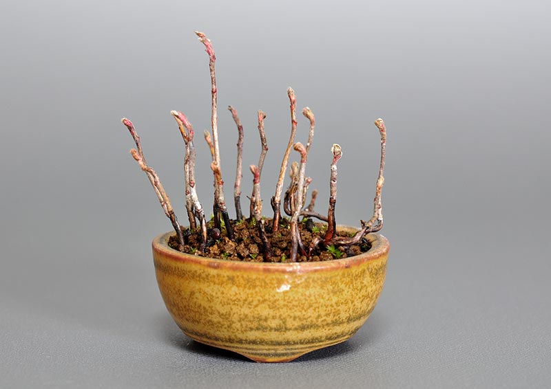 ナナカマドJ（ななかまど・七竈）雑木盆栽の販売と育て方・作り方・Sorbus commixta bonsai