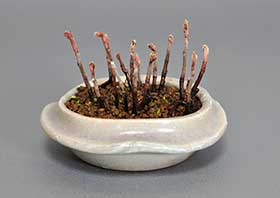 ナナカマドK（ななかまど・七竈）雑木盆栽の成長記録-1・Sorbus commixta bonsai
