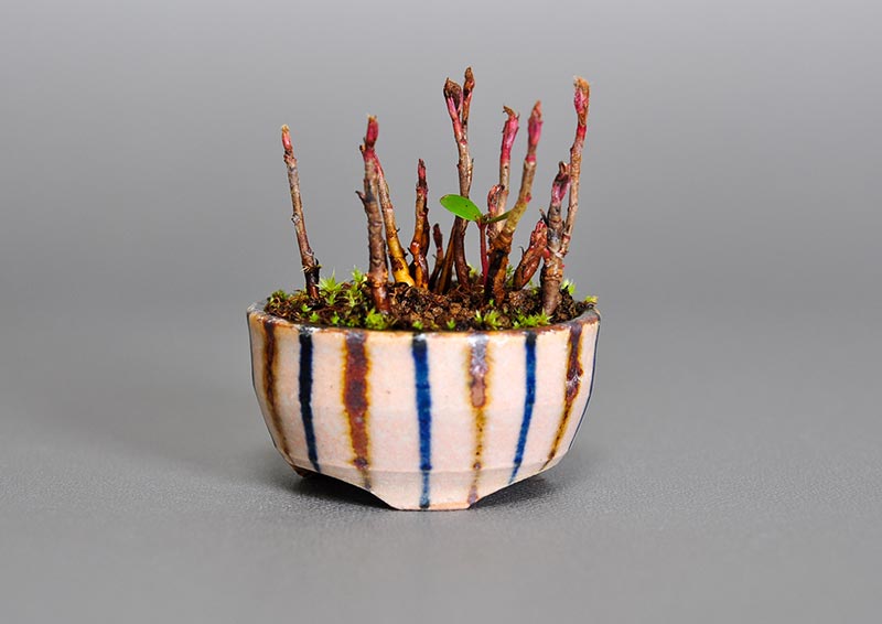 ナナカマド-R(ななかまど・七竃)雑木盆栽の販売と育て方・作り方・Sorbus commixta bonsai