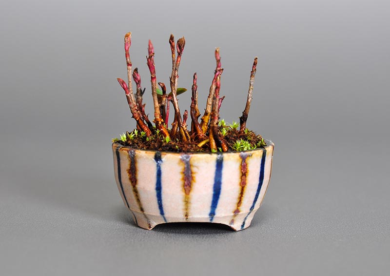 ナナカマド-R(ななかまど・七竃)雑木盆栽を裏側から見た景色・Sorbus commixta bonsai