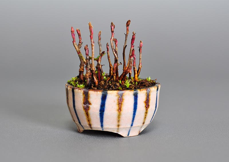 ナナカマド-R(ななかまど・七竃)雑木盆栽を右側から見た景色・Sorbus commixta bonsai