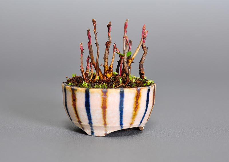 ナナカマド-R(ななかまど・七竃)雑木盆栽を左側から見た景色・Sorbus commixta bonsai