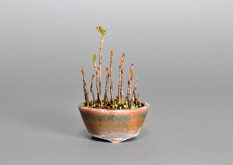 ナナカマド-X（ななかまど・七竃）雑木盆栽の販売と育て方・作り方・Sorbus commixta bonsai