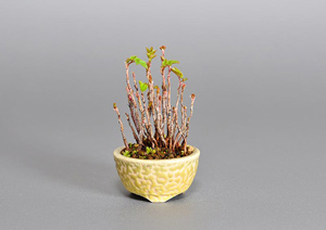ナナカマド-Y（七竈盆栽）Sorbus commixta bonsai・豆盆栽のベストコレクション・Best Collection of Mame Bonsai