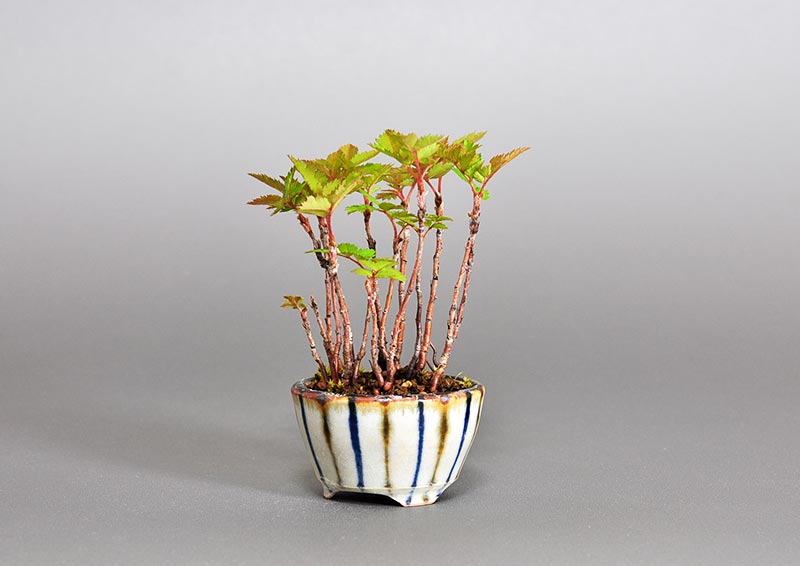 ナナカマドZ（ななかまど・七竈）雑木盆栽を右側から見た景色・Sorbus commixta bonsai