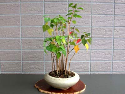 ナンキンハゼA-1（なんきんはぜ・南京櫨）雑木盆栽の販売と育て方・作り方・Triadica sebifera bonsai