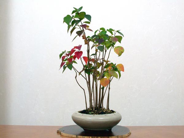 ナンキンハゼA-2（なんきんはぜ・南京櫨）雑木盆栽の販売と育て方・作り方・Triadica sebifera bonsai