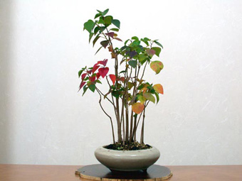ナンキンハゼ-A（なんきんはぜ・南京櫨）盆栽の成長記録-2・Triadica sebifera bonsai