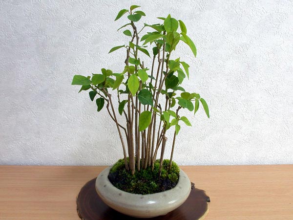 ナンキンハゼA-3（なんきんはぜ・南京櫨）雑木盆栽の販売と育て方・作り方・Triadica sebifera bonsai