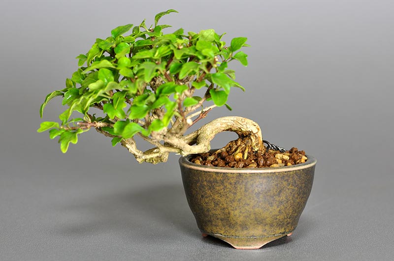 ニオイカエデ-A2（においかえで・匂い楓）雑木盆栽の販売と育て方・作り方・Premna japonica bonsai