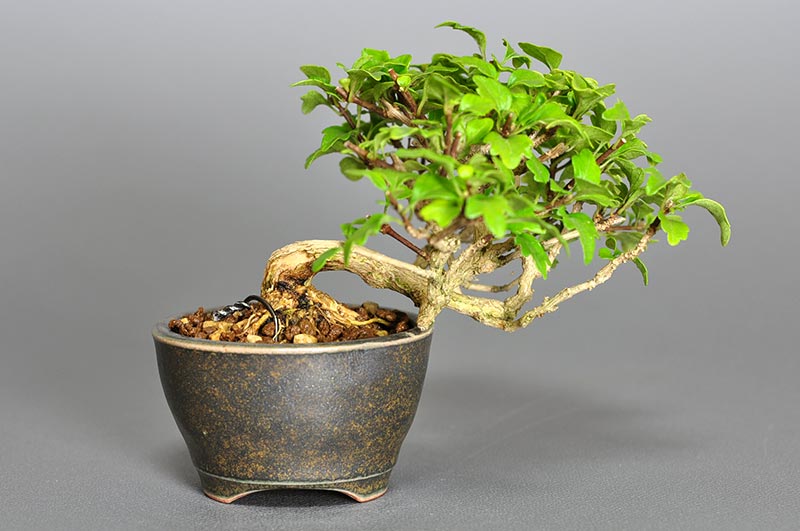 豆盆栽・ニオイカエデ-A2（においかえで・匂い楓）雑木盆栽を裏側から見た景色・Premna japonica bonsai