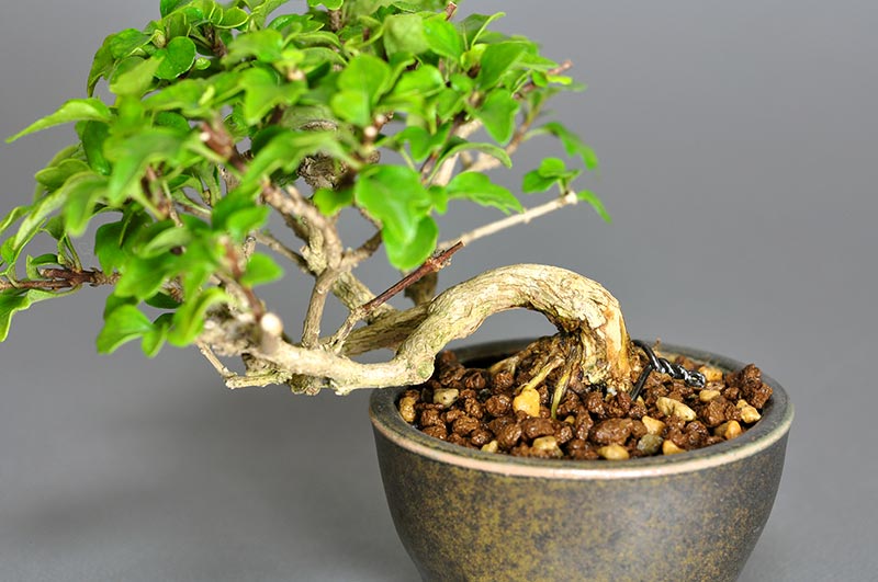 豆盆栽・ニオイカエデ-A2（においかえで・匂い楓）雑木盆栽を別側から見た景色・Premna japonica bonsai